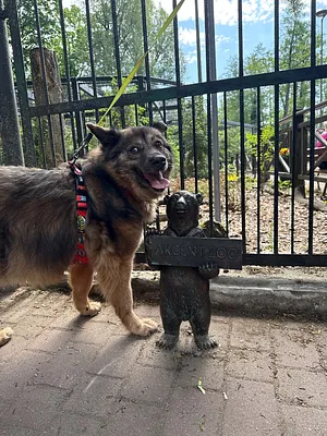 ZOO Miś